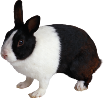 animals & Rabbit free transparent png image.