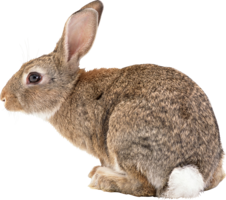 animals & rabbit free transparent png image.