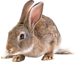 animals & rabbit free transparent png image.