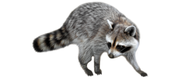 animals & Raccoon free transparent png image.