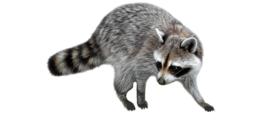 animals & raccoon free transparent png image.