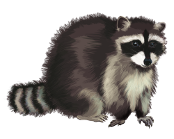 animals & raccoon free transparent png image.