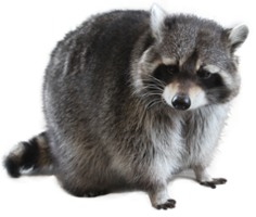 animals & Raccoon free transparent png image.