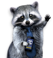 animals & raccoon free transparent png image.