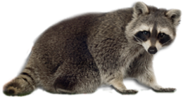 animals & raccoon free transparent png image.