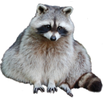 animals & Raccoon free transparent png image.