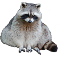 animals & raccoon free transparent png image.