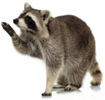 animals & raccoon free transparent png image.