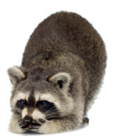 animals & Raccoon free transparent png image.