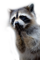 animals & raccoon free transparent png image.