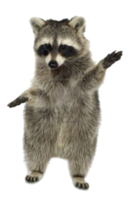 animals & raccoon free transparent png image.