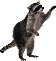 animals & raccoon free transparent png image.