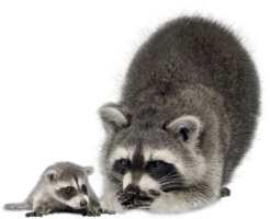 animals & raccoon free transparent png image.