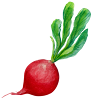 vegetables & Radish free transparent png image.