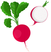 vegetables & radish free transparent png image.
