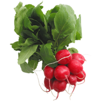 vegetables & radish free transparent png image.