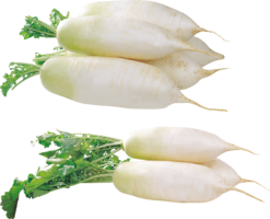 vegetables & radish free transparent png image.