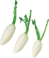 vegetables & radish free transparent png image.