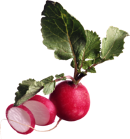 vegetables & radish free transparent png image.