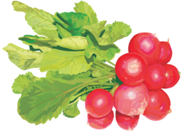 vegetables & radish free transparent png image.