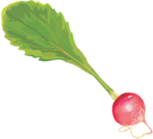 vegetables & radish free transparent png image.