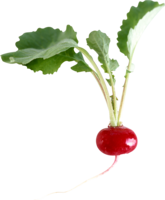 vegetables & radish free transparent png image.