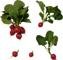 vegetables & radish free transparent png image.