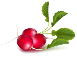 vegetables & Radish free transparent png image.