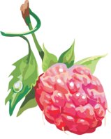 fruits & Raspberry free transparent png image.