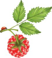 fruits & Raspberry free transparent png image.