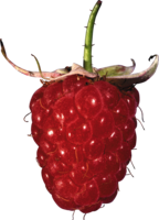 fruits & Raspberry free transparent png image.