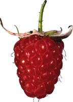 fruits & raspberry free transparent png image.