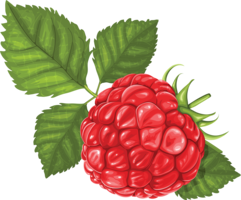 fruits & raspberry free transparent png image.