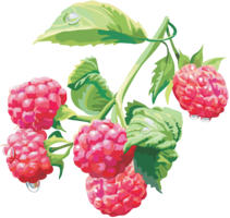 fruits & Raspberry free transparent png image.