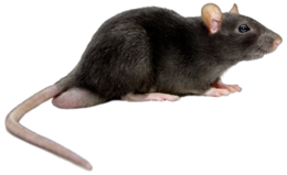animals&Rat mouse png image.