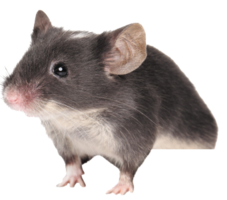 animals & rat mouse free transparent png image.