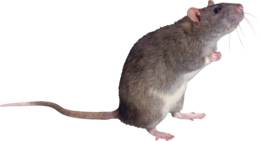 animals & Rat mouse free transparent png image.