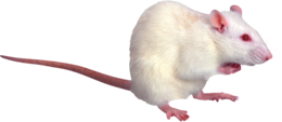 animals & rat mouse free transparent png image.