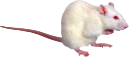 animals & Rat mouse free transparent png image.