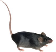 animals & Rat mouse free transparent png image.