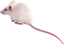 animals & rat mouse free transparent png image.