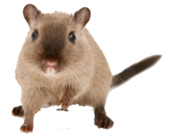 animals & Rat mouse free transparent png image.