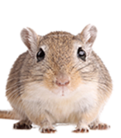 animals & rat mouse free transparent png image.