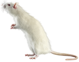 animals & Rat mouse free transparent png image.