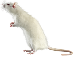 animals & rat mouse free transparent png image.