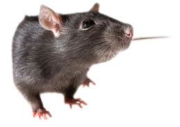 animals & rat mouse free transparent png image.