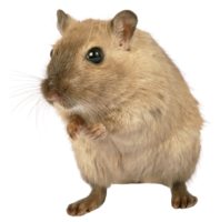 animals & rat mouse free transparent png image.