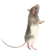 animals & rat mouse free transparent png image.