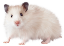 animals & rat mouse free transparent png image.