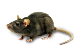 animals & rat mouse free transparent png image.